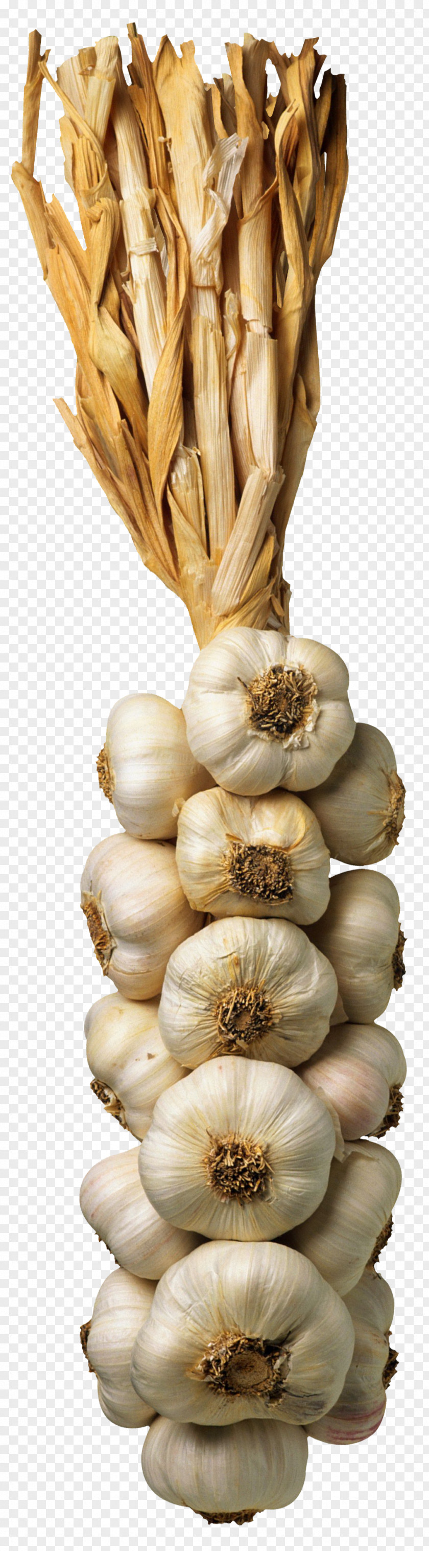 Onion Photography Garlic Clip Art PNG