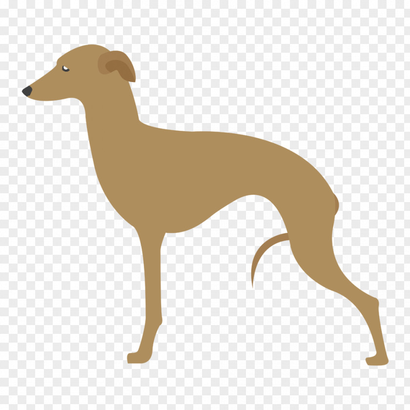 Pastor Belga Lurcher Italian Greyhound Spanish Azawakh PNG