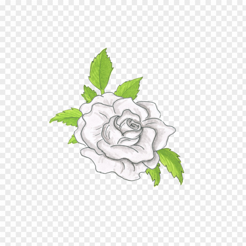 Rose Order Gardenia Drawing Of Family PNG
