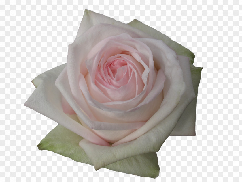 White Rose Garden Roses Flower Floristry PNG