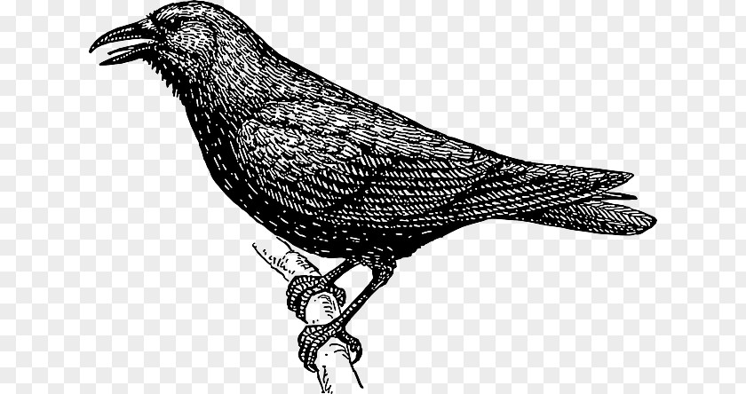 Bird Sketch Clip Art Drawing Crow Vector Graphics PNG