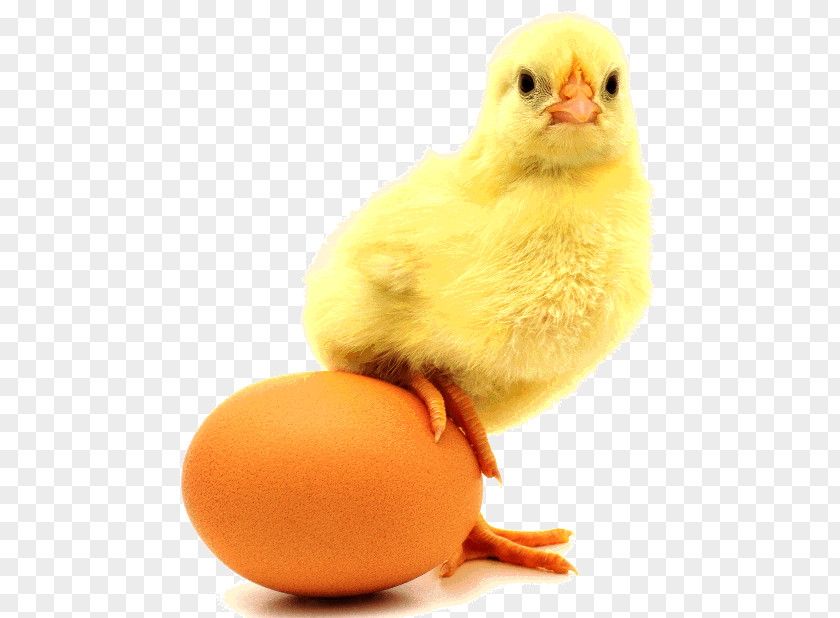 Chicken Or The Egg Incubator Eggshell PNG