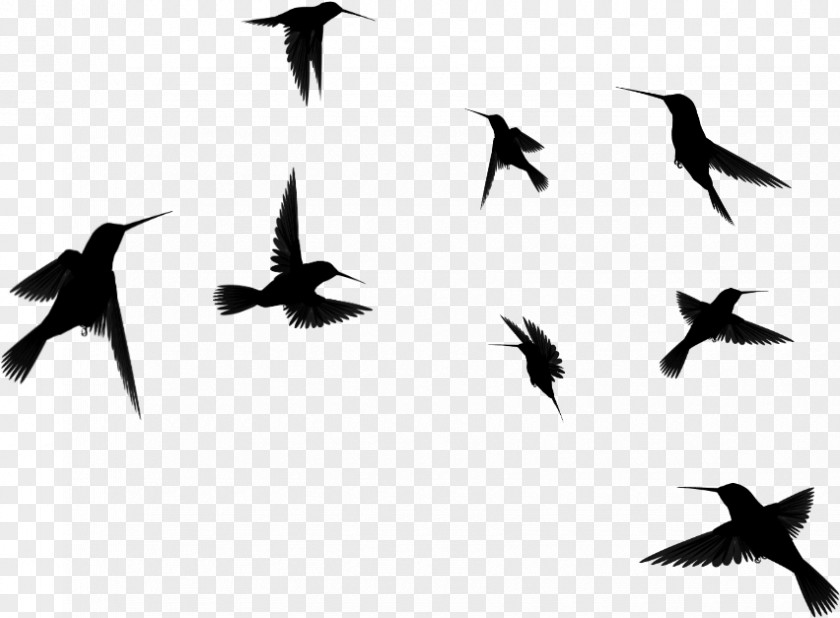 Flight Perching Bird Flock Migration Animal Silhouette PNG