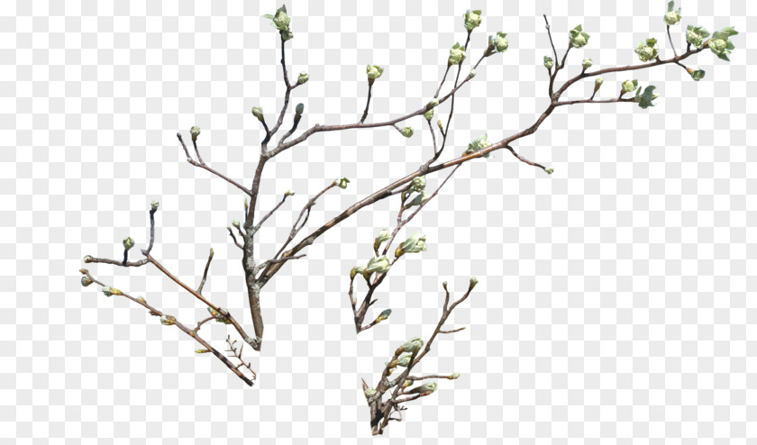 Flower Branch Drawing Clip Art PNG