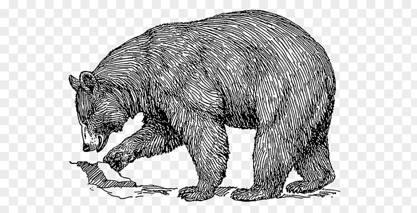 Formosan Black Bear American Polar Brown Clip Art PNG