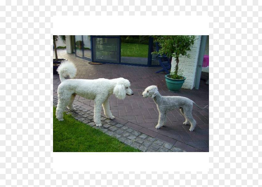 Hunde Standard Poodle Lagotto Romagnolo Dog Breed Group (dog) PNG