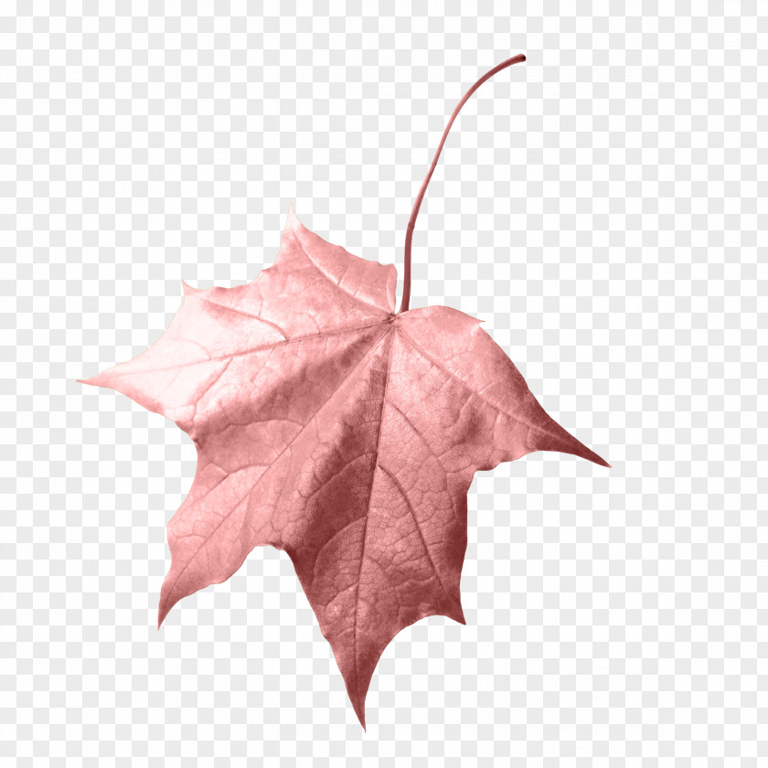 Maple Leaf Autumn Clip Art PNG