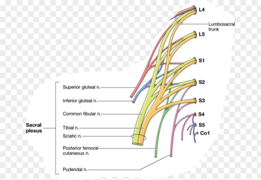 Popliteal Artery Gray's Anatomy Subcostal Nerve Human PNG