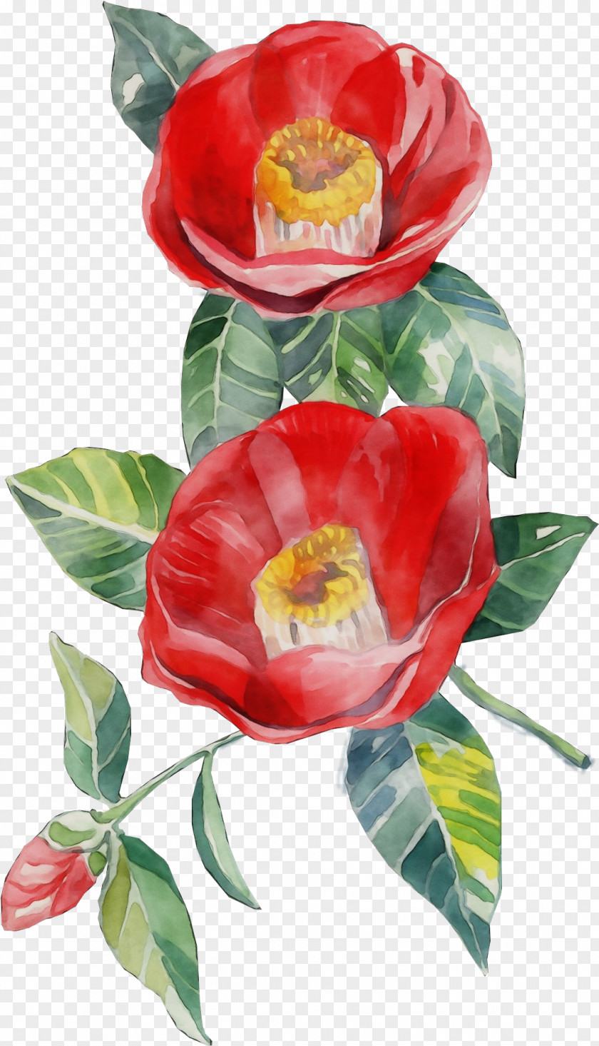 Theaceae Anthurium Watercolor Flower Background PNG