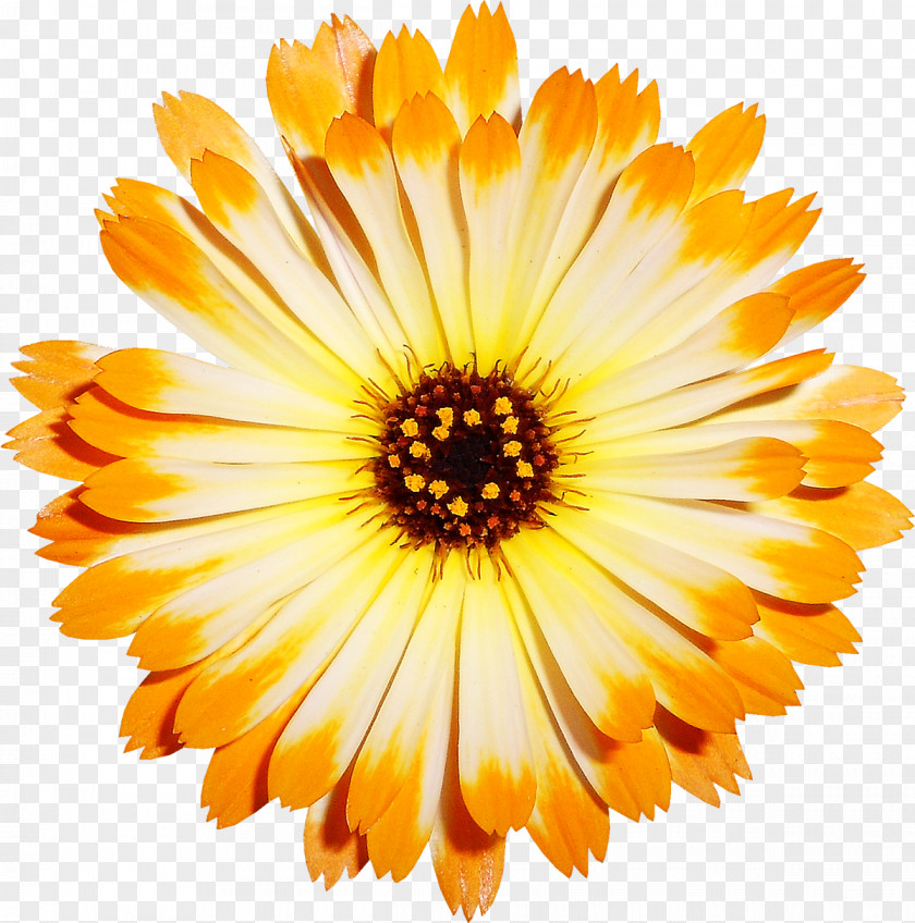 Yellow Chrysanthemum Material Transvaal Daisy Cut Flowers PNG