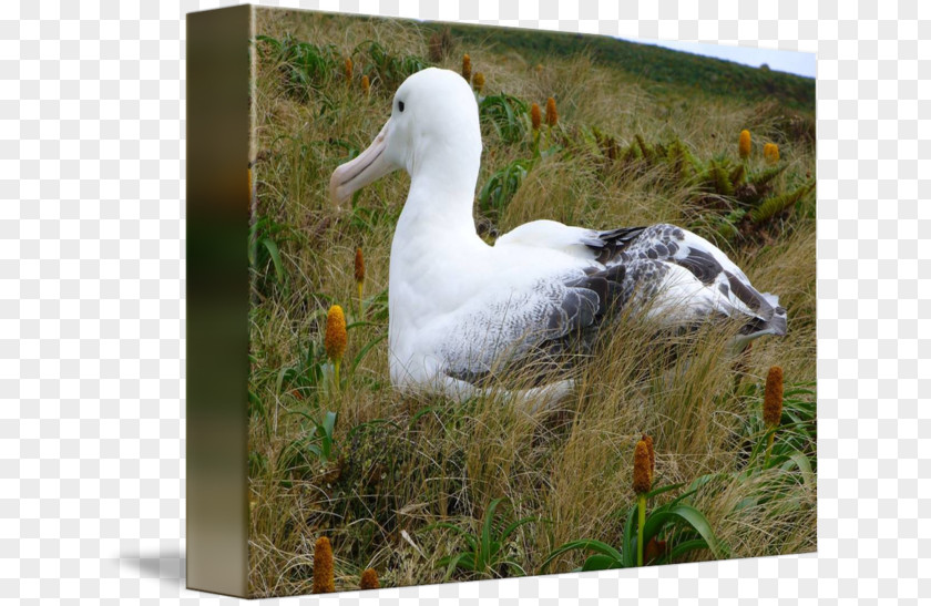 Albatross Bird Duck Beak Laysan PNG