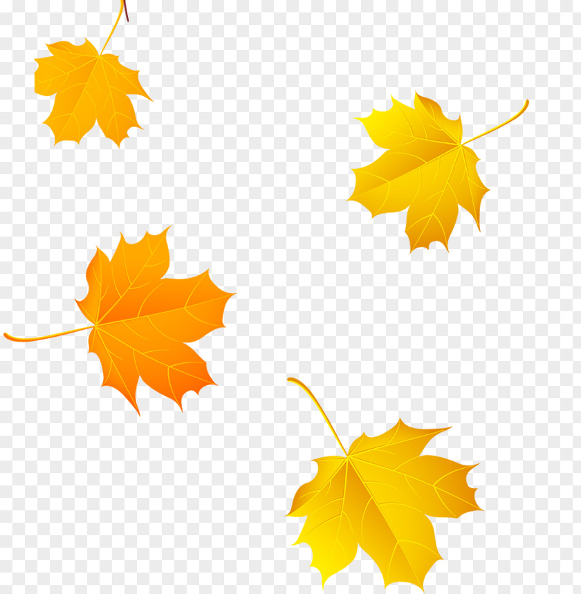 Falling Leaves Yellow Maple Leaf Autumn Color PNG