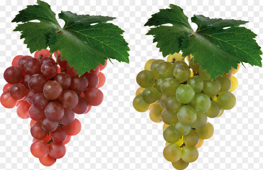 Grapes Cabernet Sauvignon Grape Juice Shiraz Fruit PNG