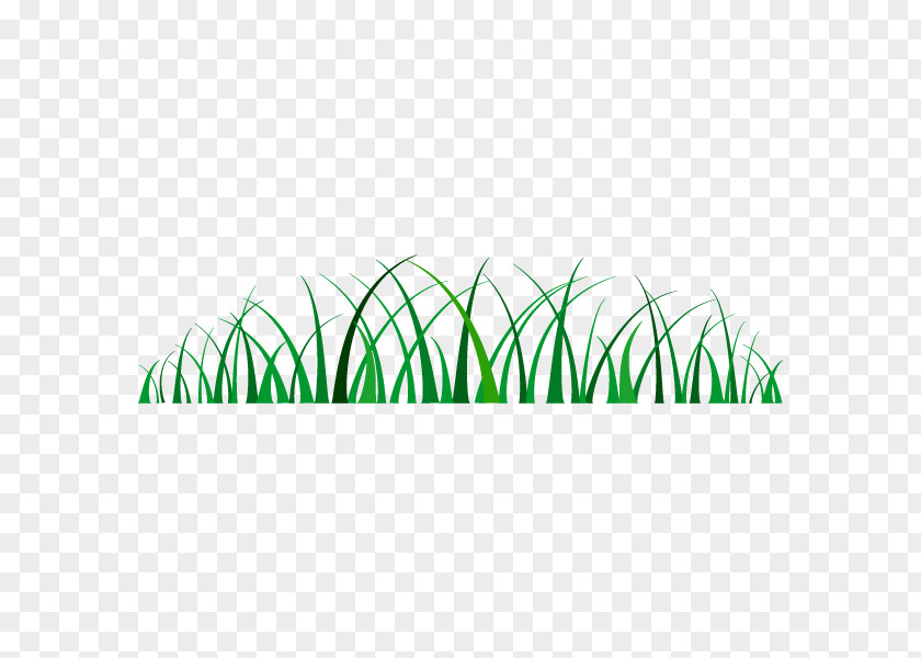Grass Illustration Weed Vector Graphics PNG