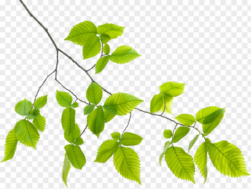 Leaf Branch Plant Stem PNG