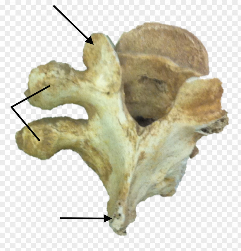 Notochord Organism Bone PNG