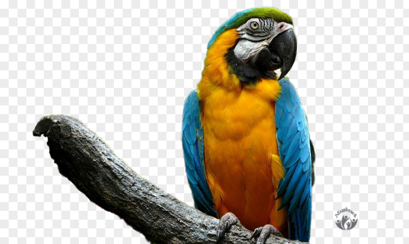 Parrot Bird Cockatiel Budgerigar Pet PNG