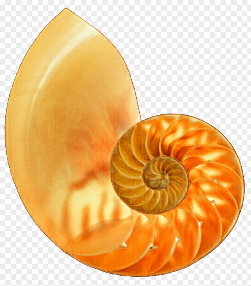 Seashell Nautilidae Marine Invertebrates Chambered Nautilus PNG