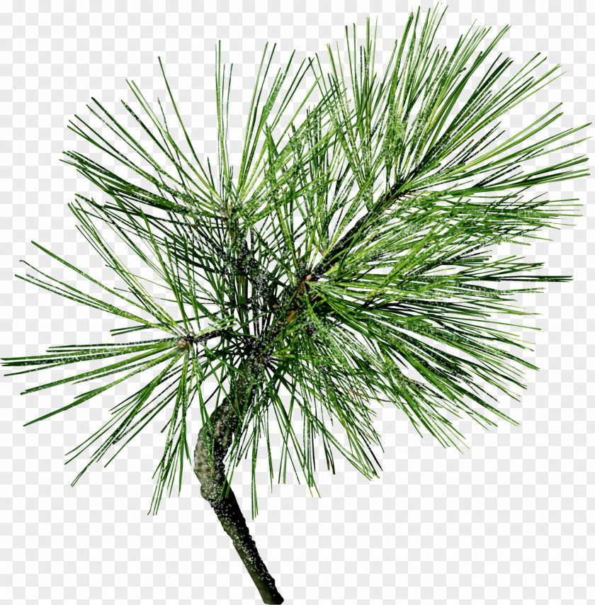 Tree Pine Conifer Cone Conifers Needle PNG