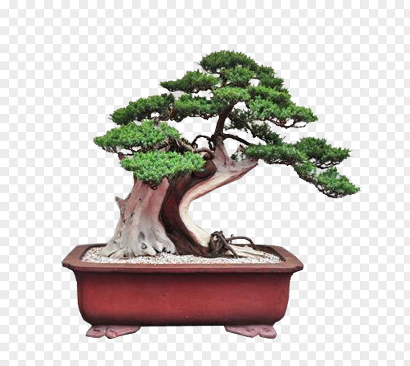 Bonsai Cartoon Chinese Sweet Plum Penjing Tree Flowerpot PNG