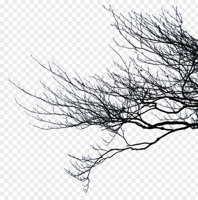 Branch Pic Clip Art PNG