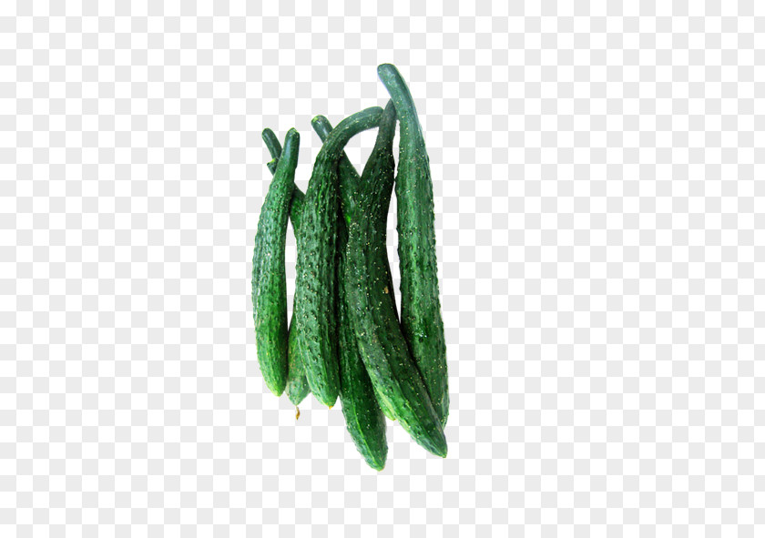 Cucumber Vegetable PNG