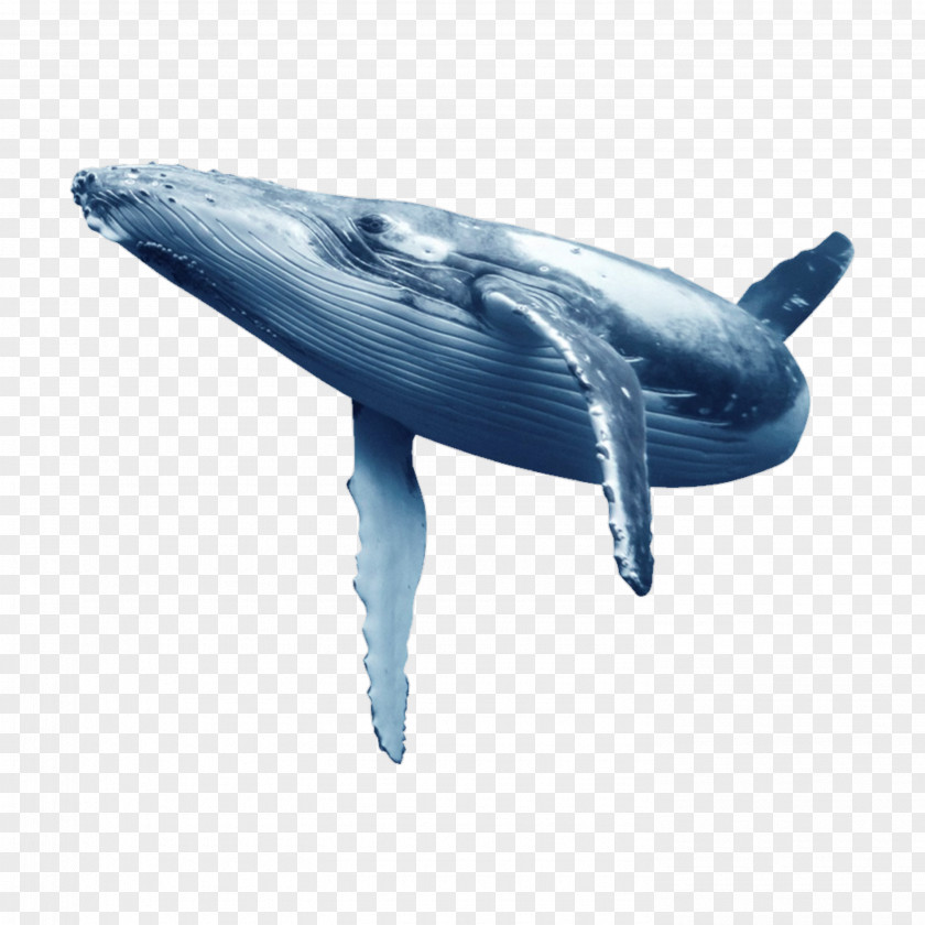 Dolphin Blue Whale Whales Baleen PNG