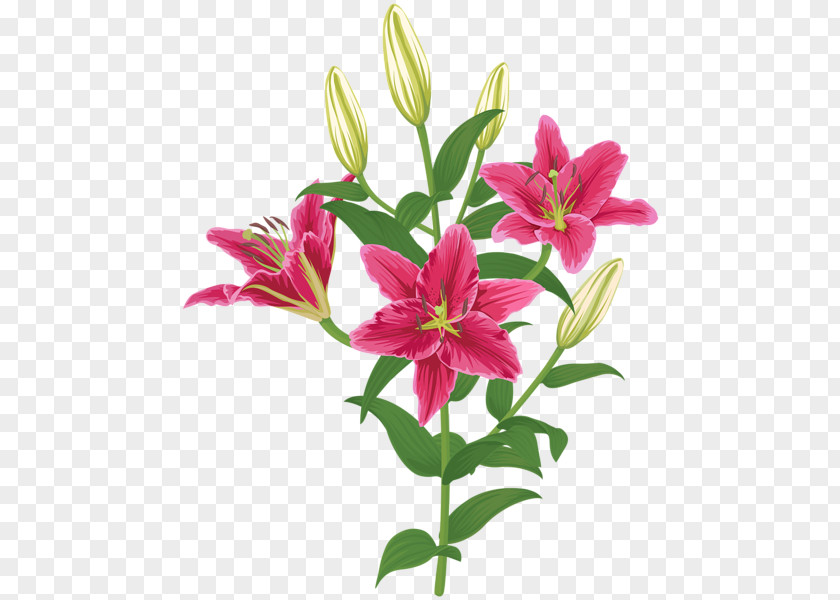 Flower Lilium Petal Clip Art PNG