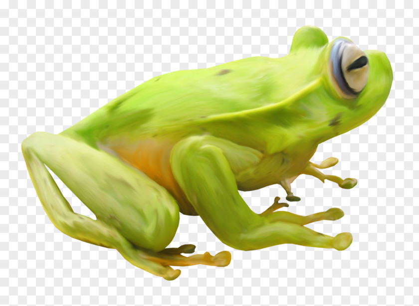 Frog Clip Art PNG