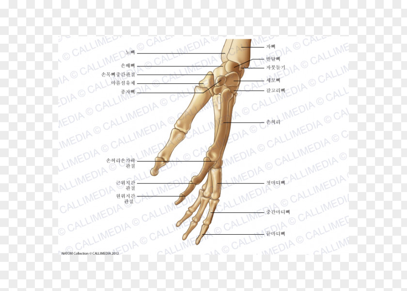 Hand Thumb Bone Huesos De La Mano Anatomy PNG