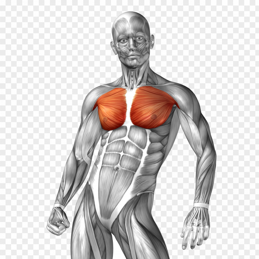 Man Body Model Human Anatomy Muscle Illustration PNG