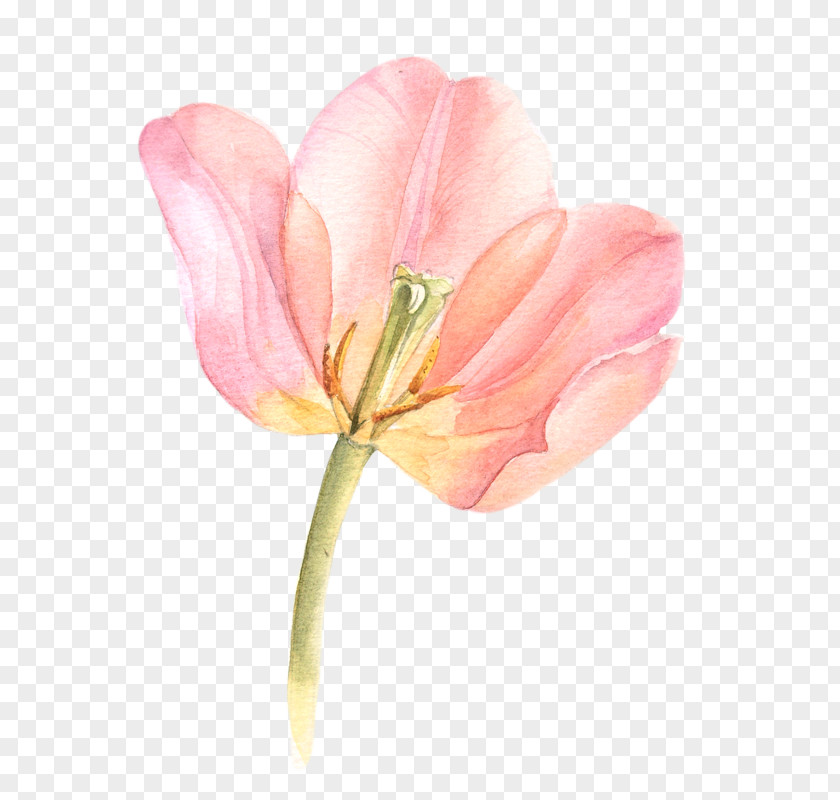 Tulip Watercolor Painting Flowers In Watercolour PNG