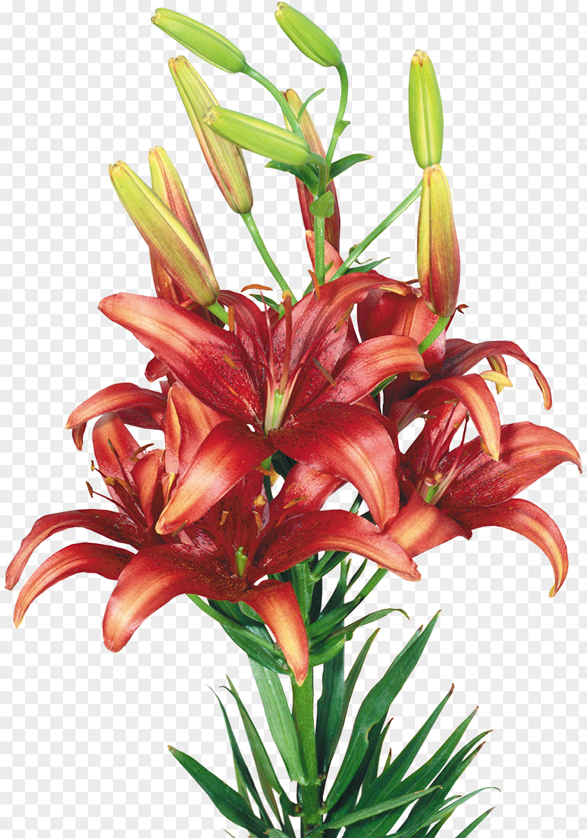 Lilly Lilium Flower Clip Art PNG