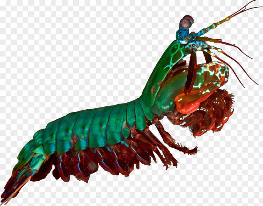 Odontodactylus Scyllarus Mantis Shrimp PNG scyllarus shrimp , Cartoon clipart PNG