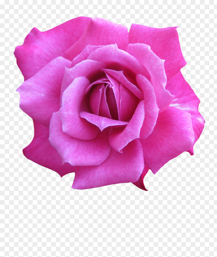 Rose Garden Roses Cabbage Floribunda Petal Cut Flowers PNG