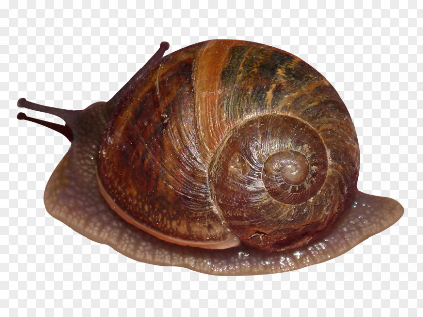 Snail Pond Snails Gastropod Shell Sea Lymnaea Stagnalis PNG