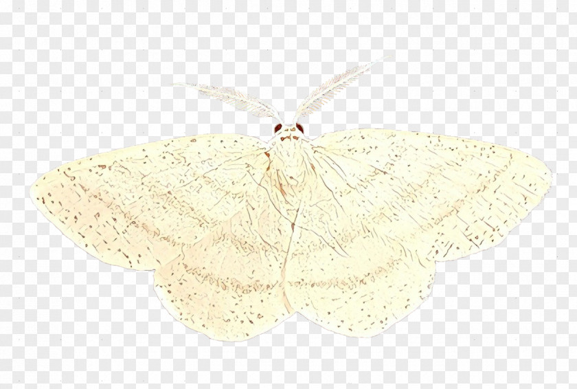 Tawhana Beige Butterfly Cartoon PNG