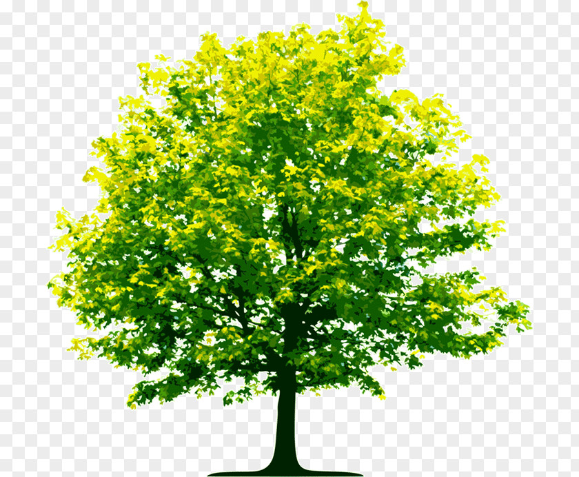 Tree Business Organization PNG