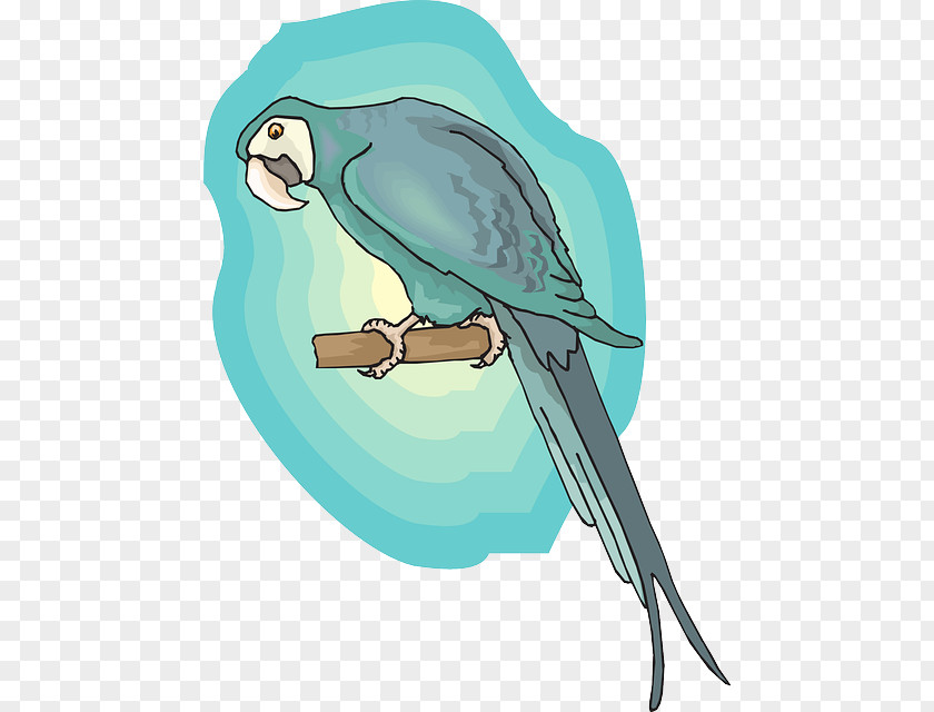 Bird Macaw Lovebird Parrot Feather PNG