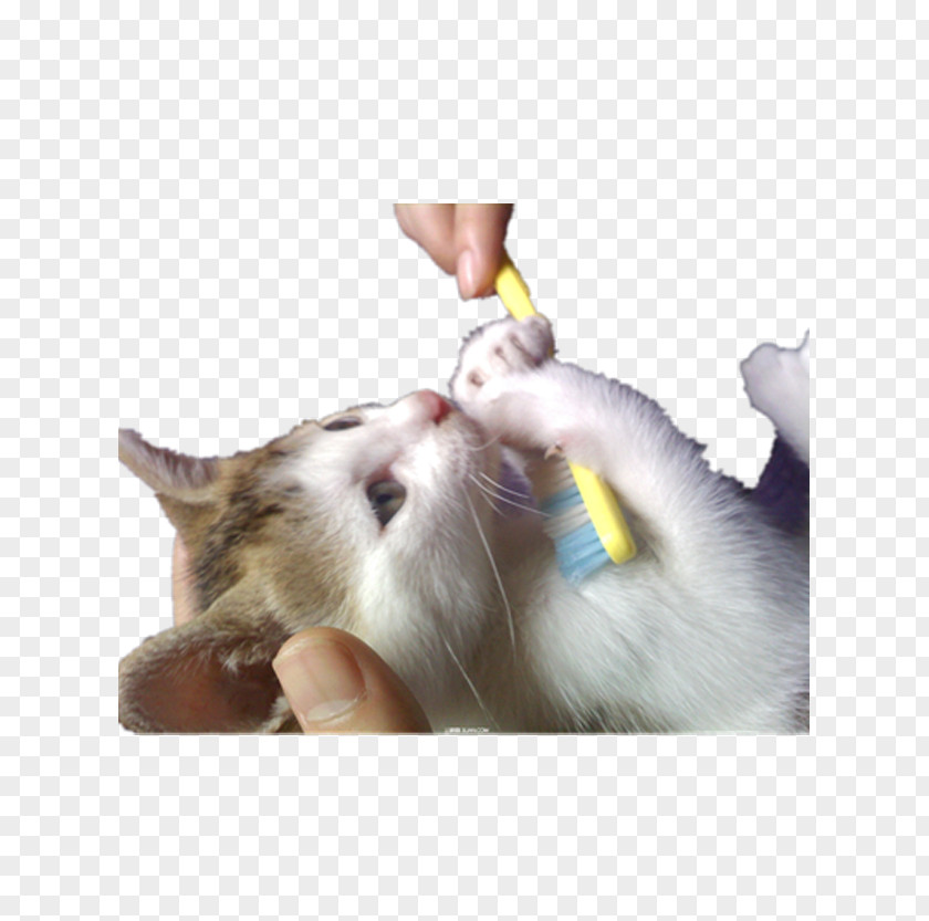 Cat Holding A Toothbrush Kitten PNG