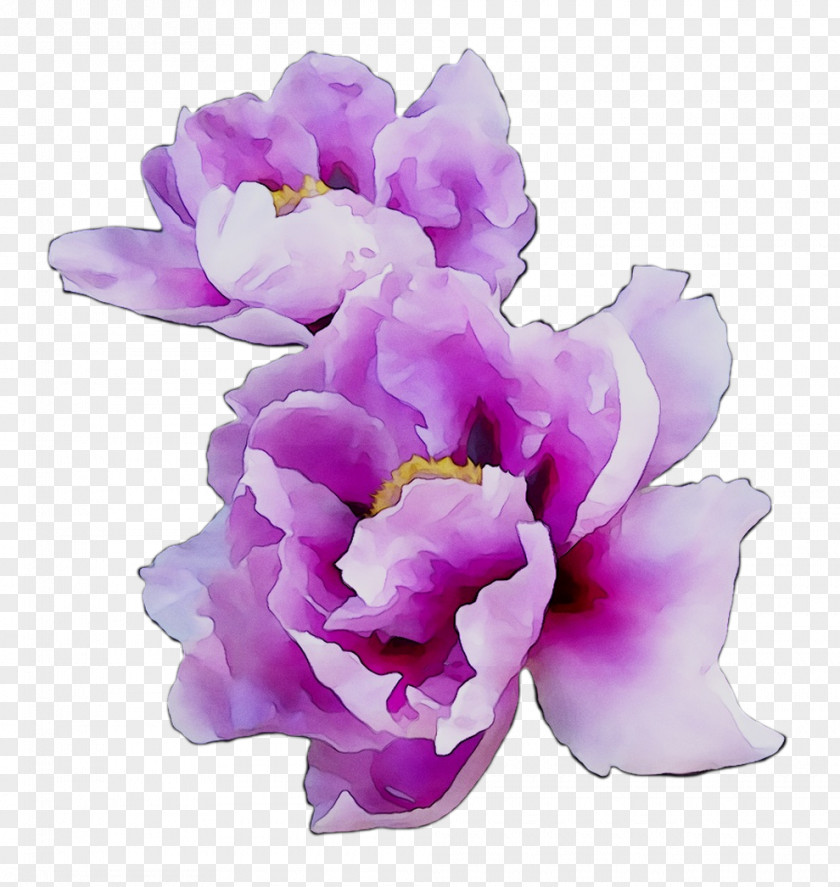 Cut Flowers Cattleya Orchids Herbaceous Plant Family M Invest D.o.o. PNG