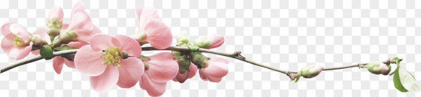 Flower Blossom PNG