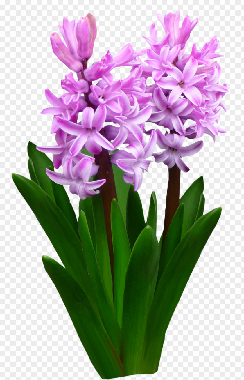 Long Flower Hyacinth .by PNG