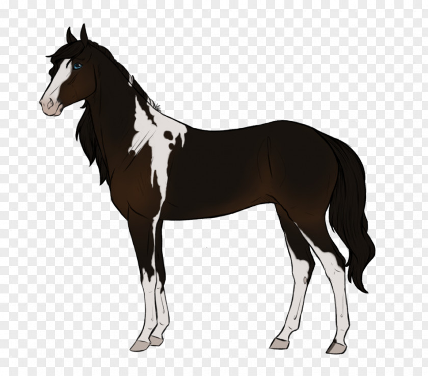 Mustang Foal Stallion Mare Colt PNG