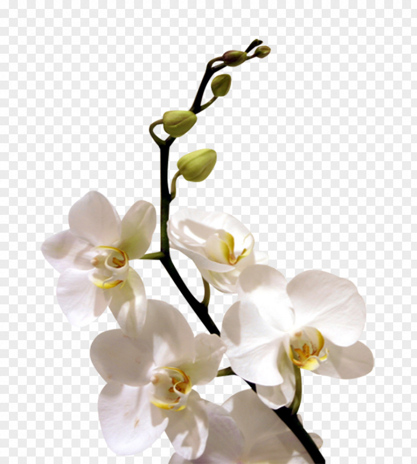 Orchid Flower Orchids Desktop Wallpaper PNG