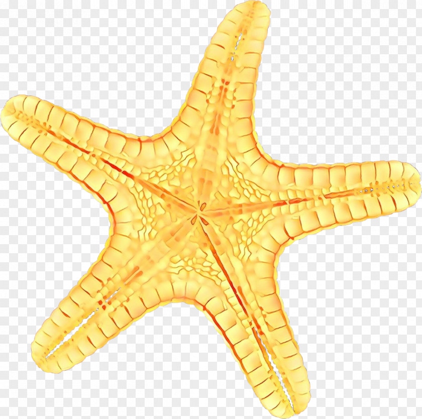 Star Starfish Cartoon PNG