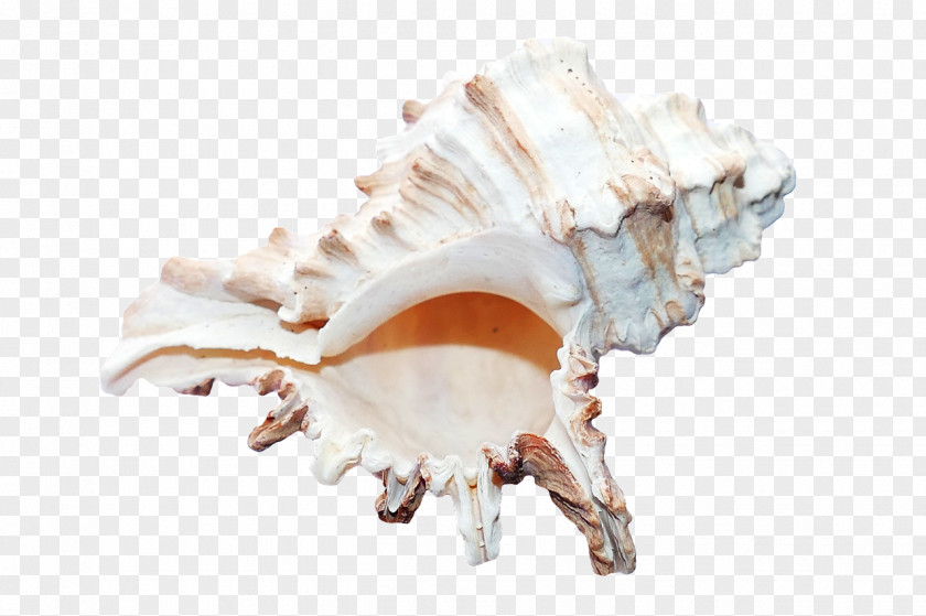 Starfish Seashell PNG