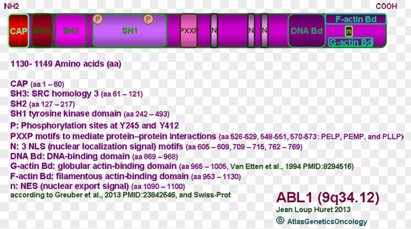 Actinbinding Protein ABL Atlas Of Genetics And Cytogenetics In Oncology Haematology Philadelphia Chromosome Murine Leukemia Virus PNG