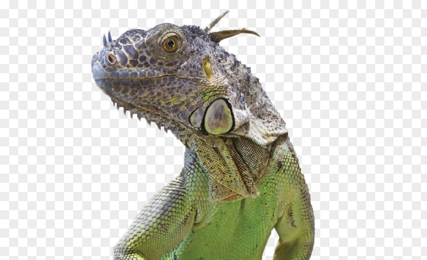 Common Iguanas Coal Mining Biology Research PNG