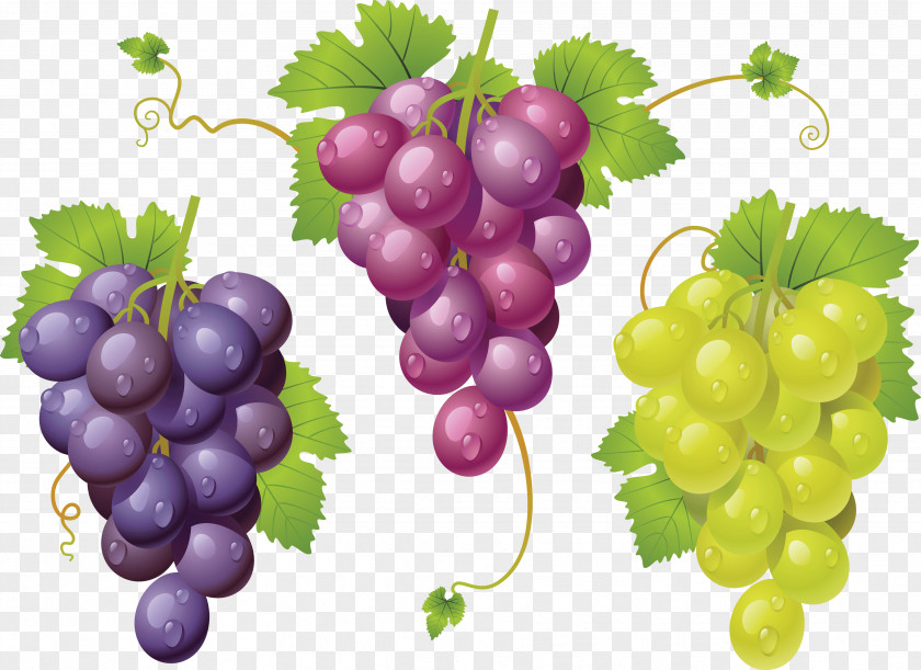 Grape Image The Cure Clip Art PNG